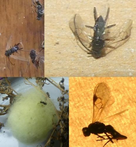 Réf. 297 104 : Microgastrinae inconnu